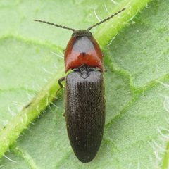 Ampedus rubricus
