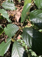 Lasianthus formosensis