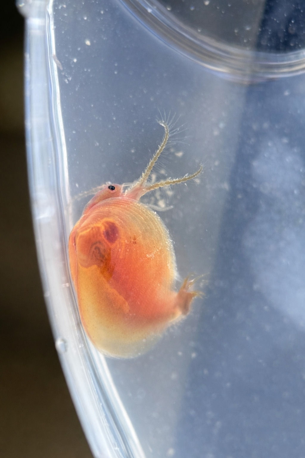 Cyzicus californicus (Packard, 1874)