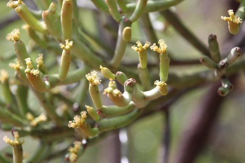 Euphorbia fiherenensis image