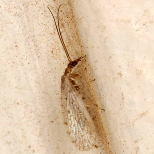 Sympherobius perparvus