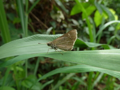 Hesperiidae