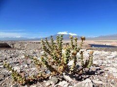 Cistanthe celosioides