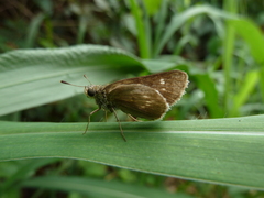 Hesperiidae