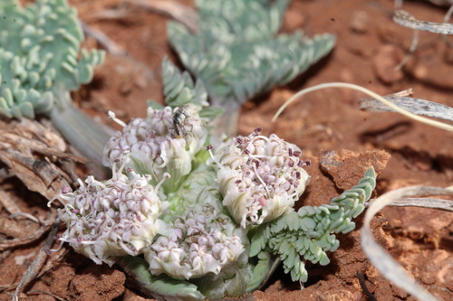 mountain springparsley (Vesper montanus)