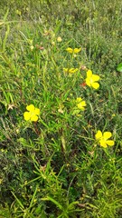 Ludwigia bonariensis
