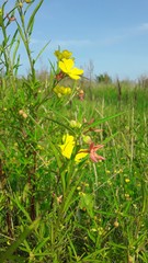 Ludwigia bonariensis