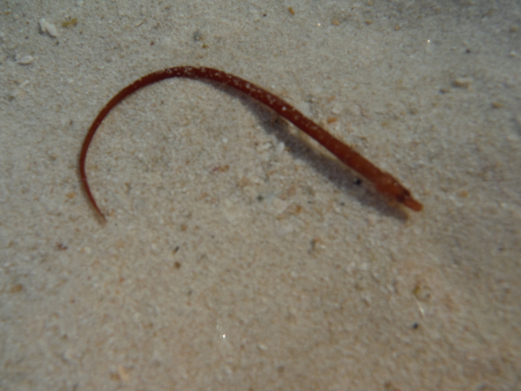 Yucatan Pipefish