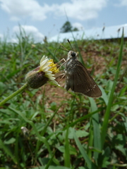 Hesperiidae