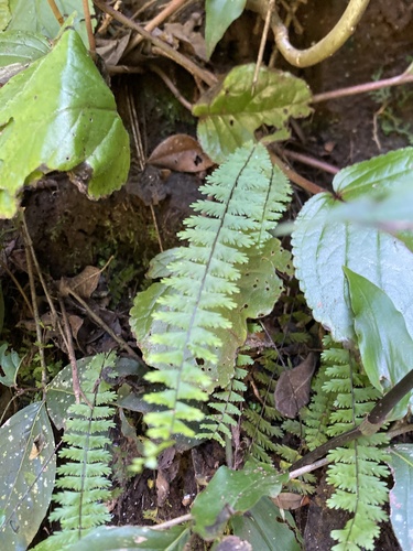 Asplenium formosum observed 2026-03-21