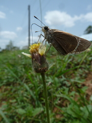Hesperiidae