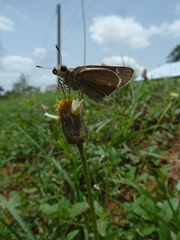 Hesperiidae