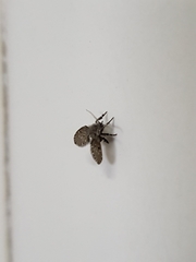 Clogmia albipunctata