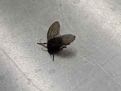 Clogmia albipunctata