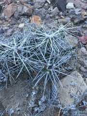 Grusonia