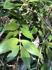 Lasianthus curtisii