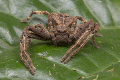 Angaeus rhombifer