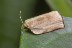 Meridemis