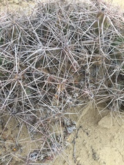 Grusonia