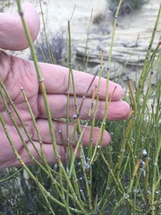 Ephedra antisyphilitica