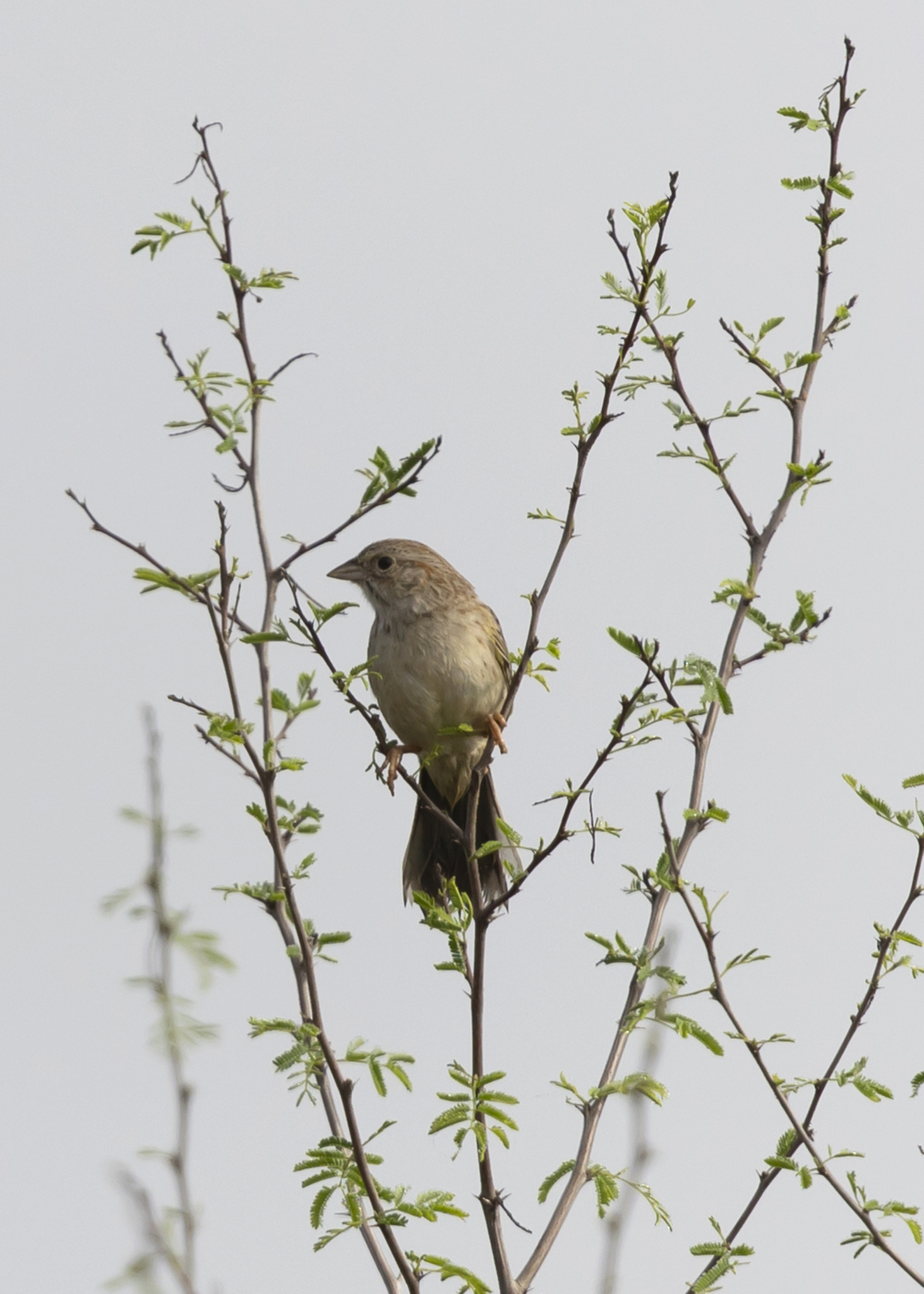 Cassin's Sparrow (Peucaea cassinii), photo 4