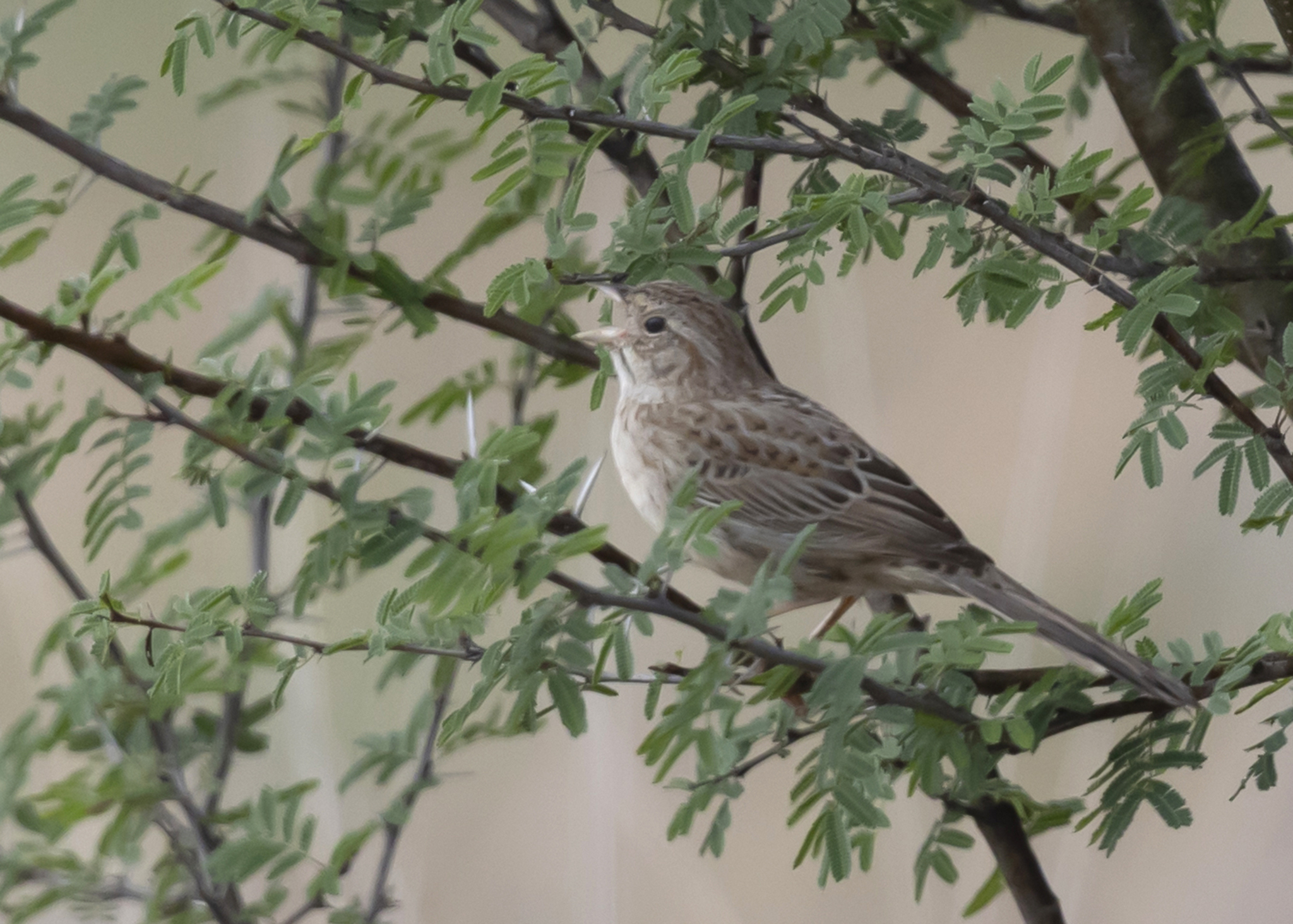 Cassin's Sparrow (Peucaea cassinii), photo 5