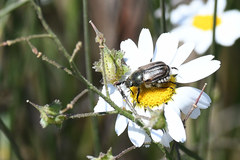 Blitopertha lineolata