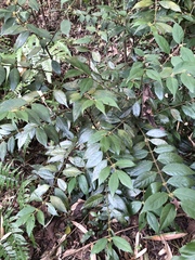 Lasianthus curtisii