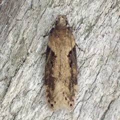 Chionodes mediofuscella