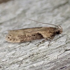 Chionodes mediofuscella