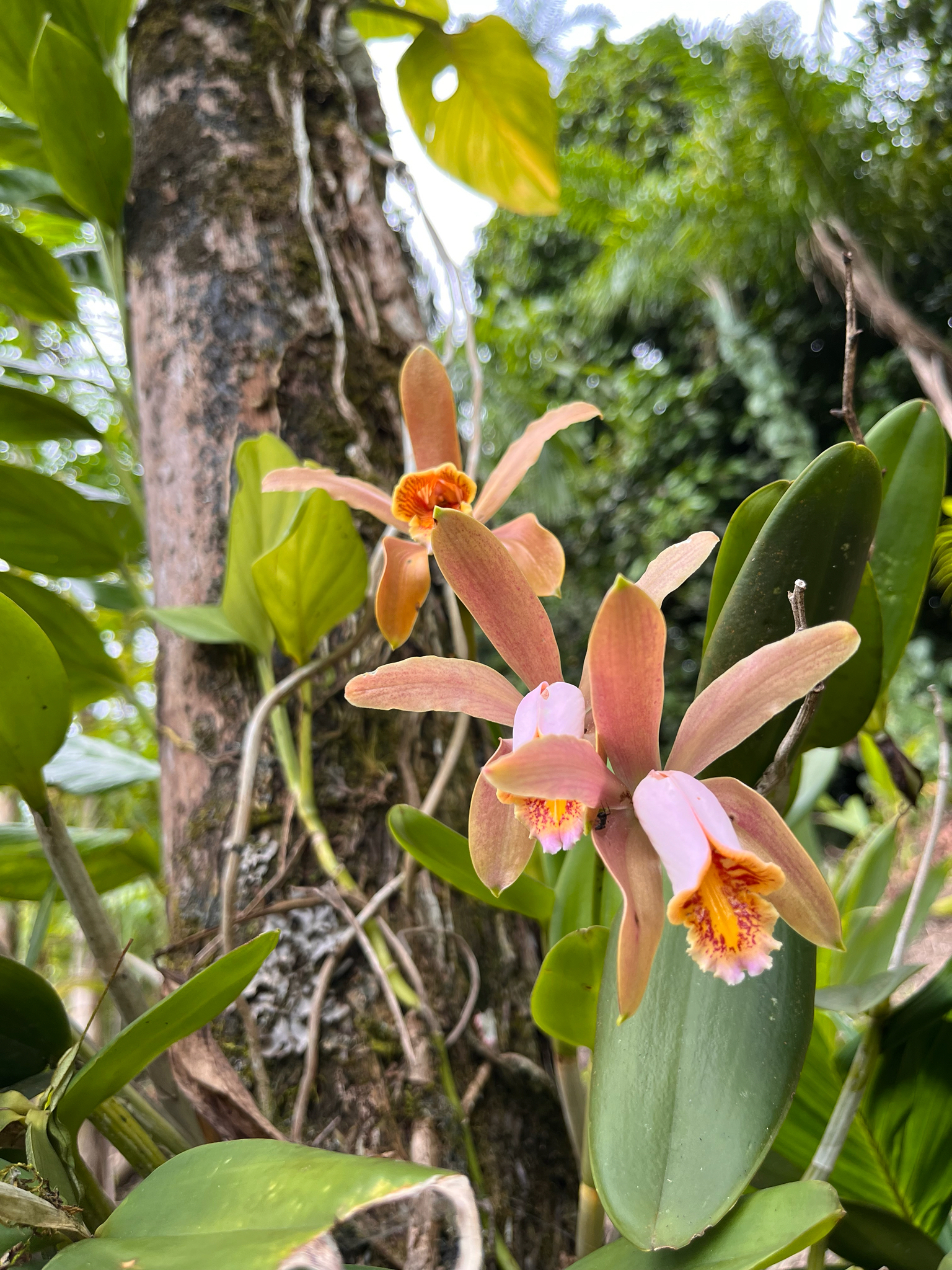 Imagem de Orquídea boca de lobo