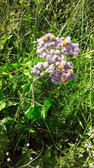 Urolepis hecatantha