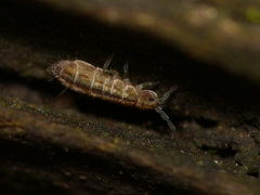 Isotomurus palustris