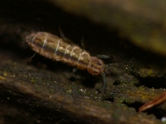 Isotomurus palustris