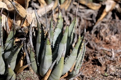 Agave cerulata