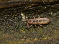 Isotomurus maculatus