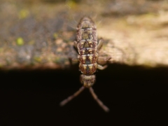 Isotomurus maculatus