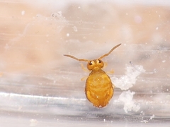 Sminthurinus aureus