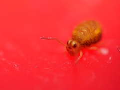 Sminthurinus aureus