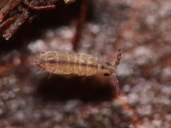 Isotomurus