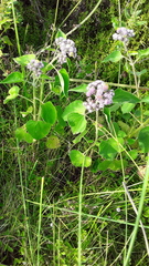Urolepis hecatantha