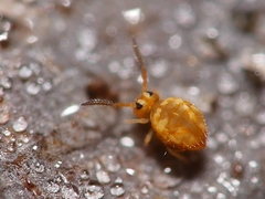 Sminthurinus aureus