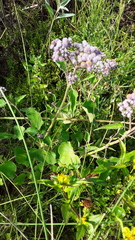 Urolepis hecatantha