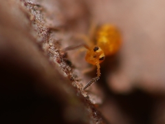Sminthurinus aureus