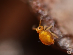 Sminthurinus aureus