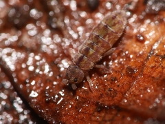 Isotomurus maculatus