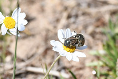 Blitopertha lineolata
