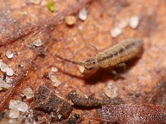 Isotomurus