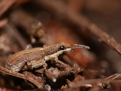 Charagmus griseus