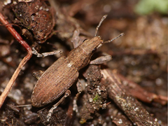 Charagmus griseus